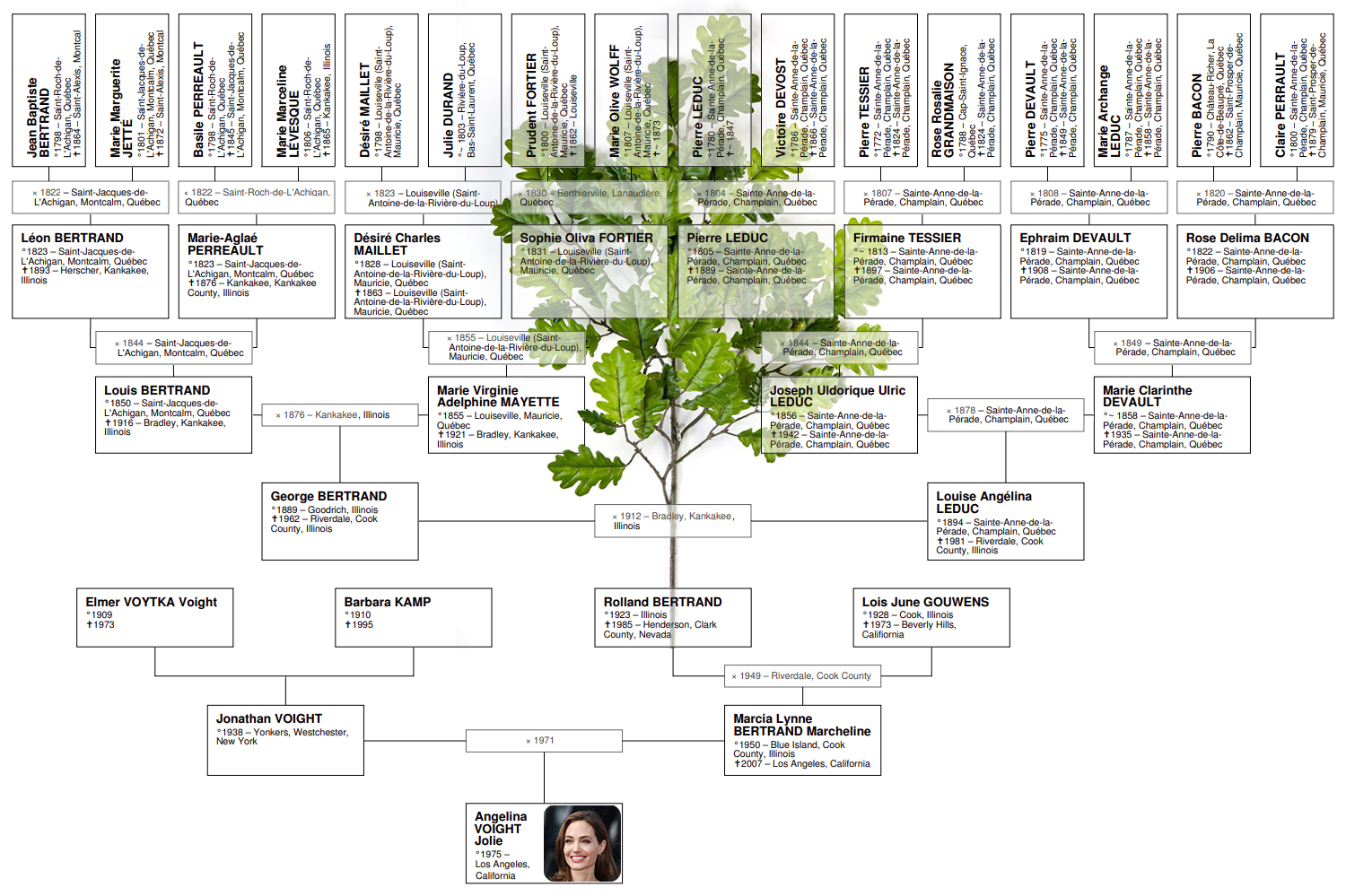 Angelina Jolie Family Tree Angelina Jolie Family Tree