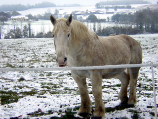 cheval percheron