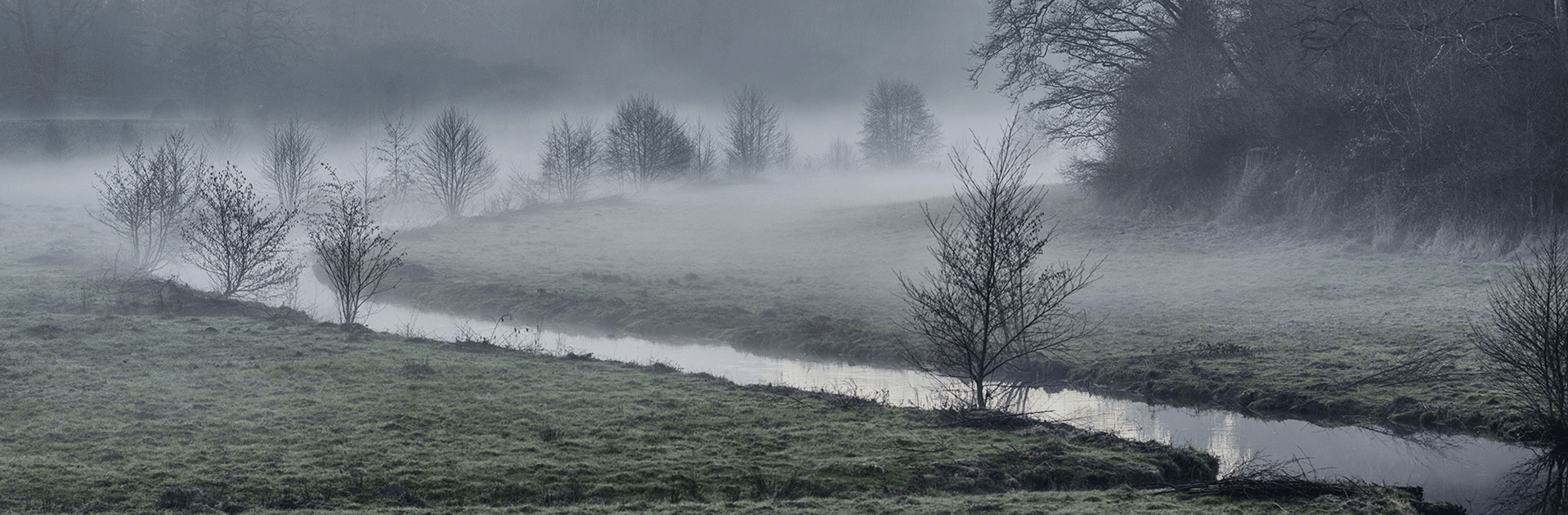 Frazé et la brume dans le parc du château © Didier Leplat - 2016